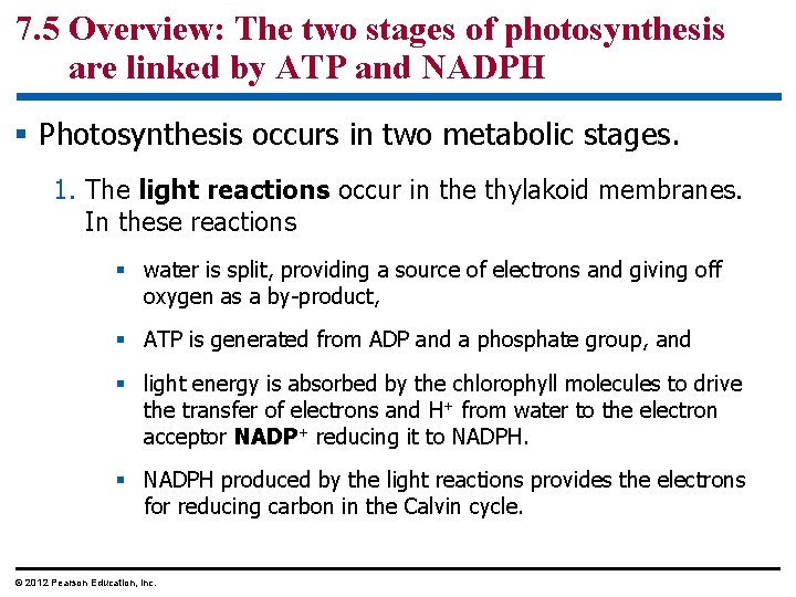 7. 5 Overview: The two stages of photosynthesis are linked by ATP and NADPH