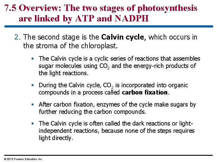 7. 5 Overview: The two stages of photosynthesis are linked by ATP and NADPH