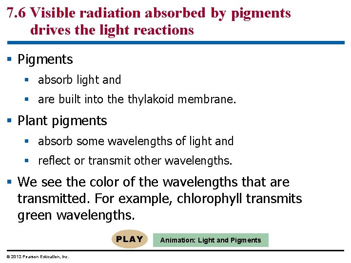 7. 6 Visible radiation absorbed by pigments drives the light reactions § Pigments §