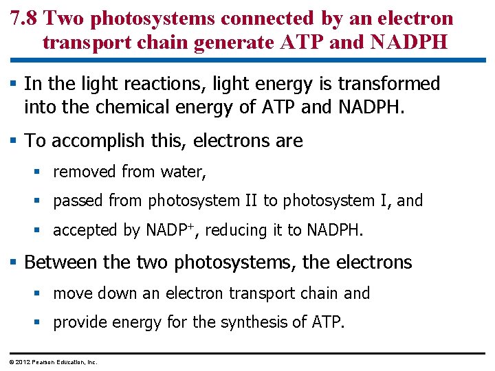 7. 8 Two photosystems connected by an electron transport chain generate ATP and NADPH