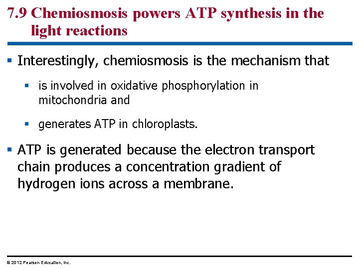 7. 9 Chemiosmosis powers ATP synthesis in the light reactions § Interestingly, chemiosmosis is