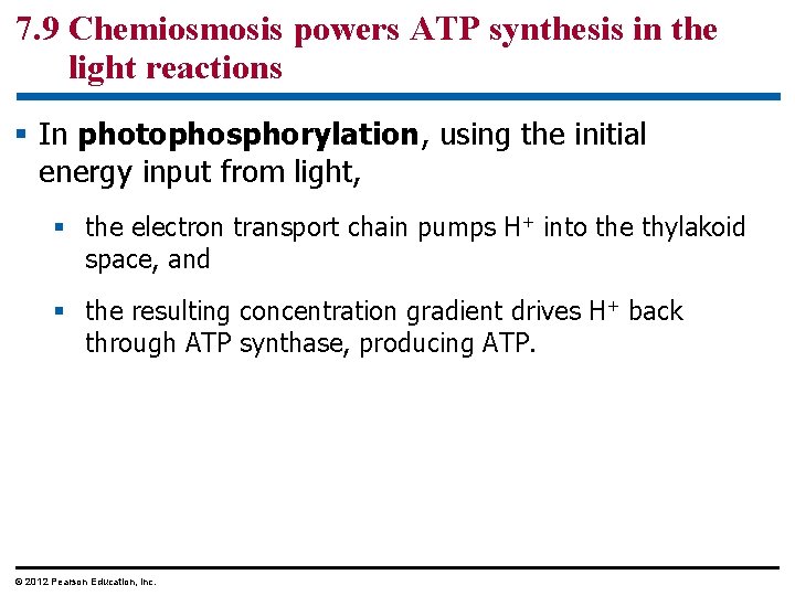 7. 9 Chemiosmosis powers ATP synthesis in the light reactions § In photophosphorylation, using