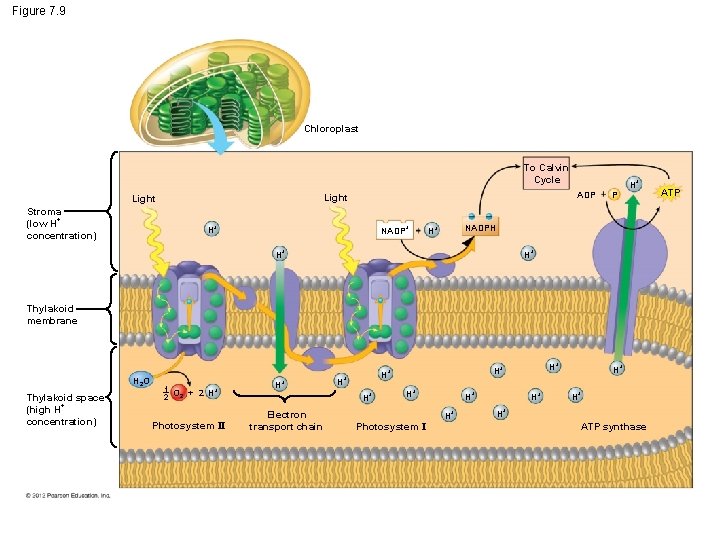 Figure 7. 9 Chloroplast To Calvin Cycle Light Stroma (low H+ concentration) ADP H+