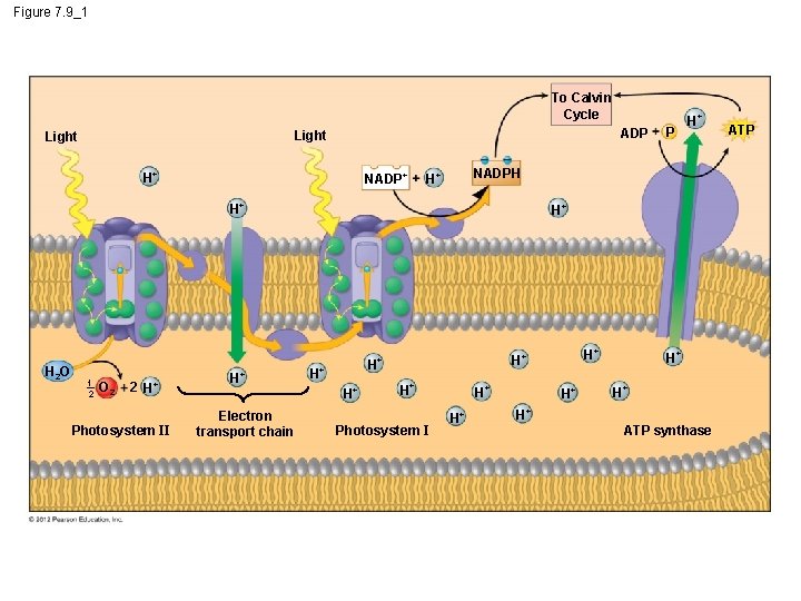 Figure 7. 9_1 To Calvin Cycle ADP Light H+ NADPH H+ H+ H 2
