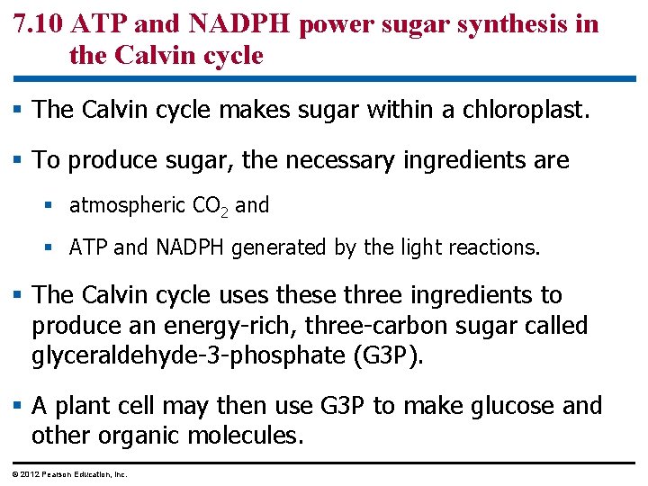 7. 10 ATP and NADPH power sugar synthesis in the Calvin cycle § The