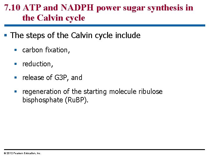 7. 10 ATP and NADPH power sugar synthesis in the Calvin cycle § The