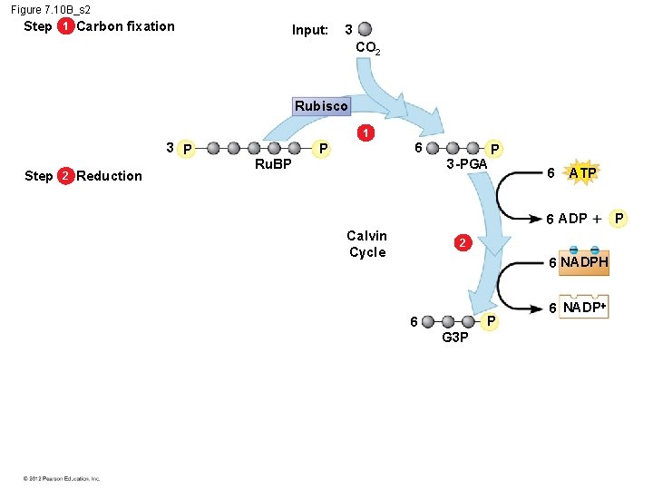 Figure 7. 10 B_s 2 Step 1 Carbon fixation Input: 3 CO 2 Rubisco