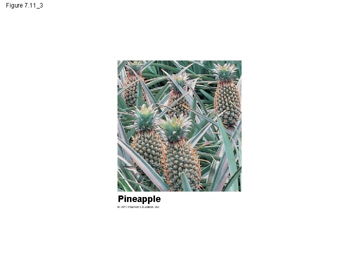 Figure 7. 11_3 Pineapple 