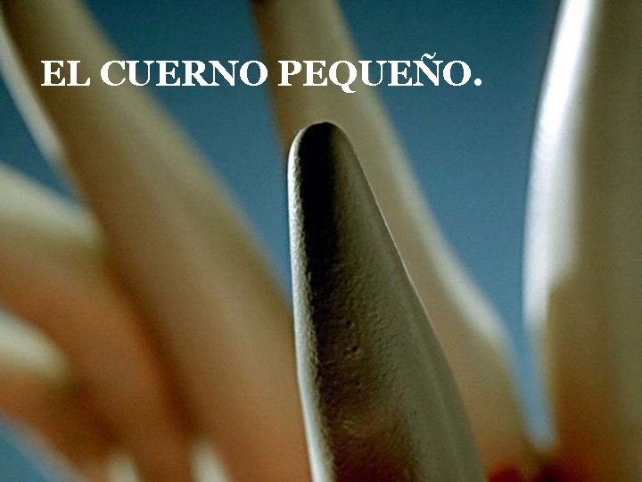 EL CUERNO PEQUEÑO. EL CUERNO PEQUEÑO.