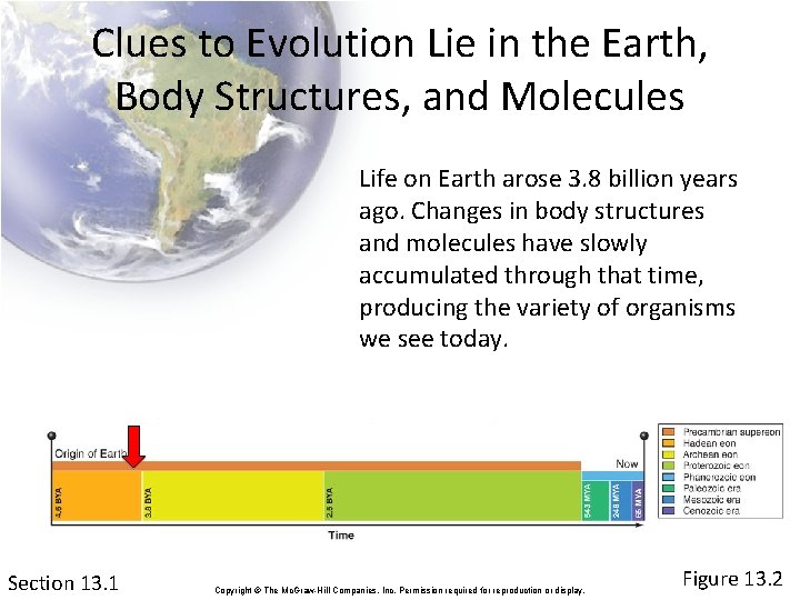 Clues to Evolution Lie in the Earth, Body Structures, and Molecules Life on Earth