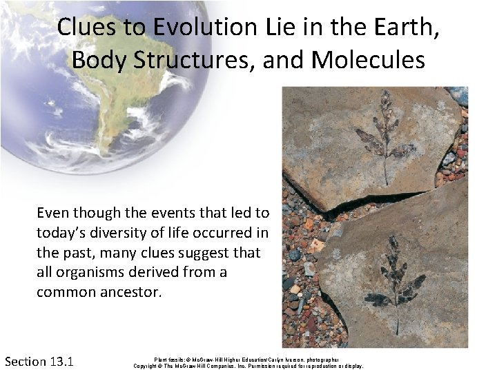 Clues to Evolution Lie in the Earth, Body Structures, and Molecules Even though the