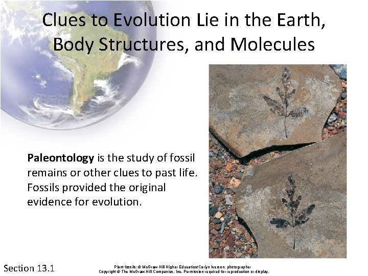 Clues to Evolution Lie in the Earth, Body Structures, and Molecules Paleontology is the