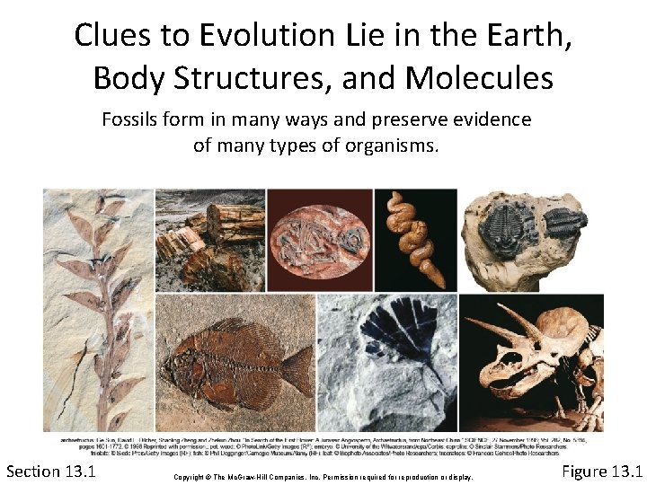 Clues to Evolution Lie in the Earth, Body Structures, and Molecules Fossils form in