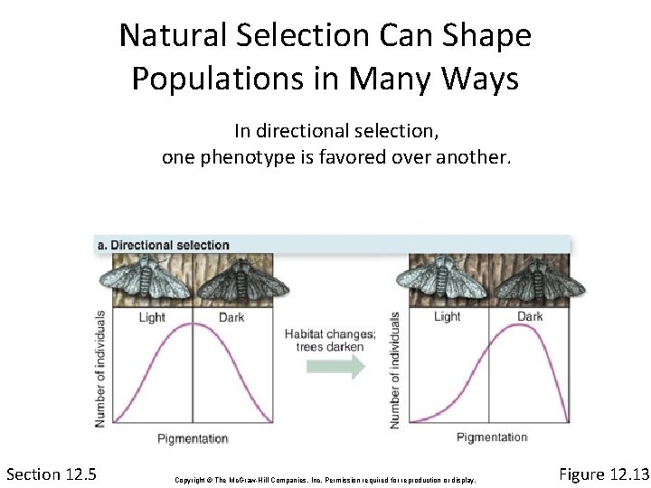 Natural Selection Can Shape Populations in Many Ways In directional selection, one phenotype is