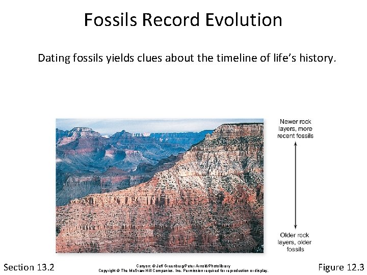 Fossils Record Evolution Dating fossils yields clues about the timeline of life’s history. Section