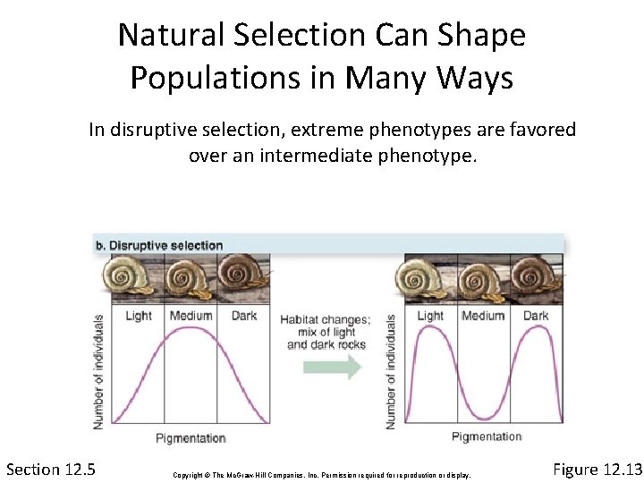 Natural Selection Can Shape Populations in Many Ways In disruptive selection, extreme phenotypes are