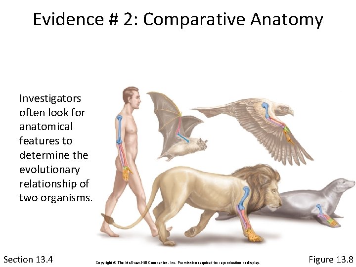 Evidence # 2: Comparative Anatomy Investigators often look for anatomical features to determine the