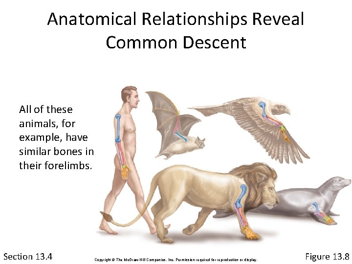 Anatomical Relationships Reveal Common Descent All of these animals, for example, have similar bones