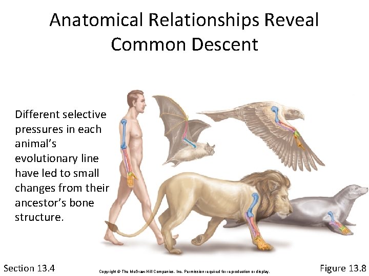 Anatomical Relationships Reveal Common Descent Different selective pressures in each animal’s evolutionary line have