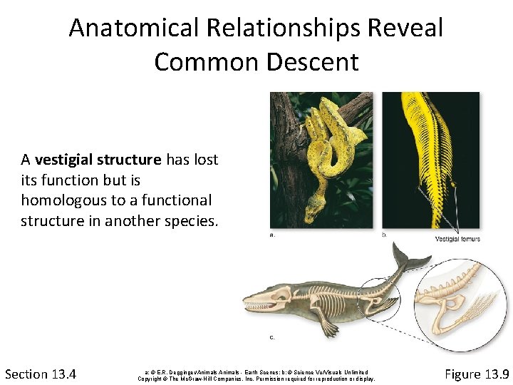 Anatomical Relationships Reveal Common Descent A vestigial structure has lost its function but is