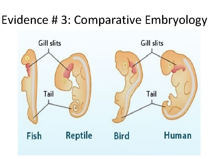 Evidence # 3: Comparative Embryology 