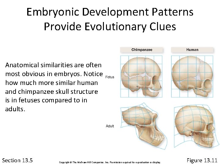 Embryonic Development Patterns Provide Evolutionary Clues Anatomical similarities are often most obvious in embryos.