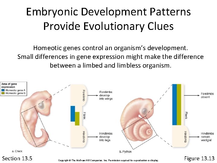 Embryonic Development Patterns Provide Evolutionary Clues Homeotic genes control an organism’s development. Small differences
