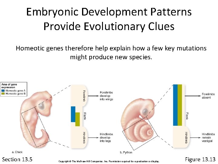 Embryonic Development Patterns Provide Evolutionary Clues Homeotic genes therefore help explain how a few