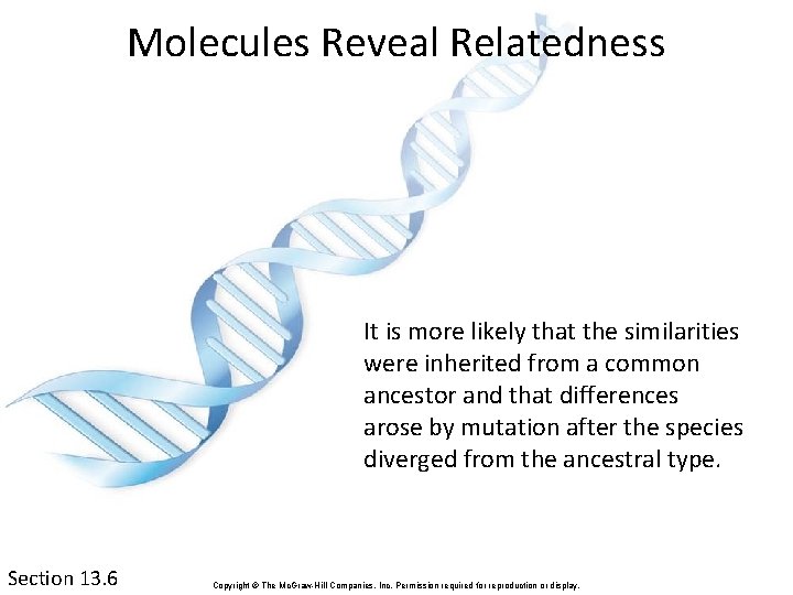Molecules Reveal Relatedness It is more likely that the similarities were inherited from a