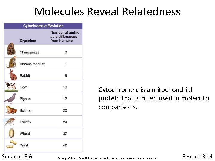 Molecules Reveal Relatedness Cytochrome c is a mitochondrial protein that is often used in