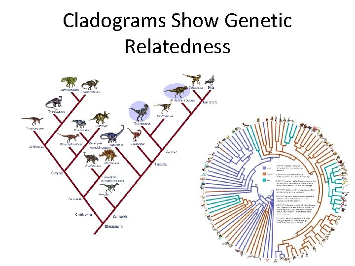 Cladograms Show Genetic Relatedness 