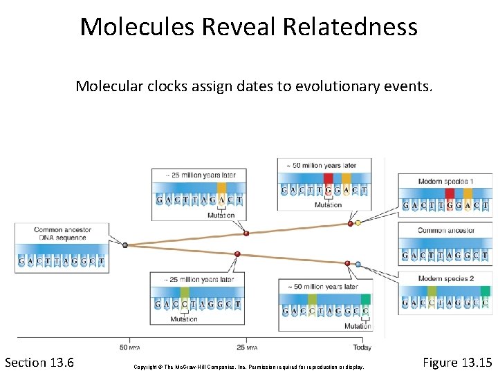 Molecules Reveal Relatedness Molecular clocks assign dates to evolutionary events. Section 13. 6 Copyright