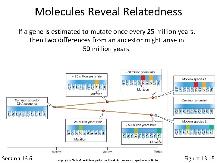 Molecules Reveal Relatedness If a gene is estimated to mutate once every 25 million