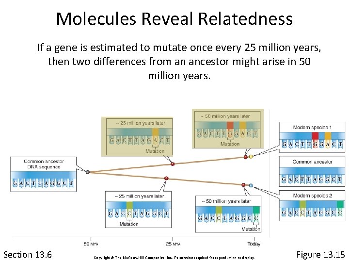 Molecules Reveal Relatedness If a gene is estimated to mutate once every 25 million