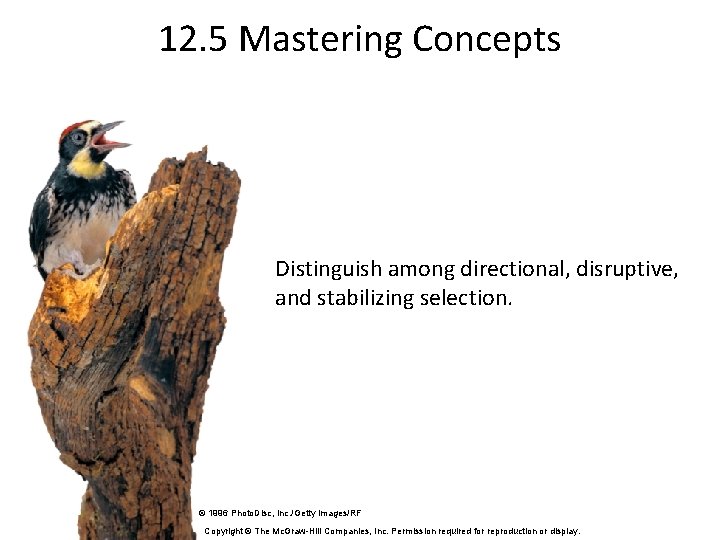 12. 5 Mastering Concepts Distinguish among directional, disruptive, and stabilizing selection. © 1996 Photo.