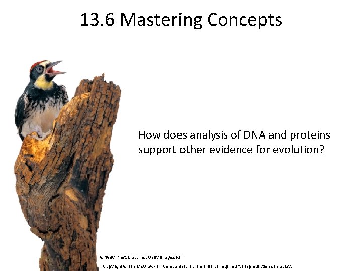 13. 6 Mastering Concepts How does analysis of DNA and proteins support other evidence