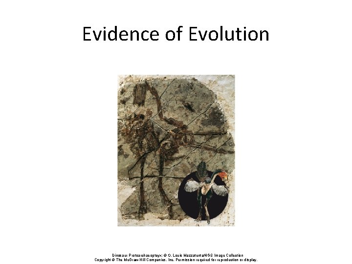 Evidence of Evolution Dinosaur Protoarchaeopteyx: © O. Louis Mazzatenta/NGS Image Collection Copyright © The