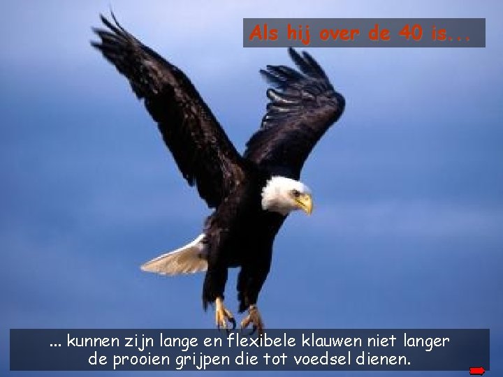 Als hij over de 40 is. . . kunnen zijn lange en flexibele klauwen