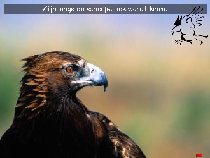 Zijn lange en scherpe bek wordt krom. 