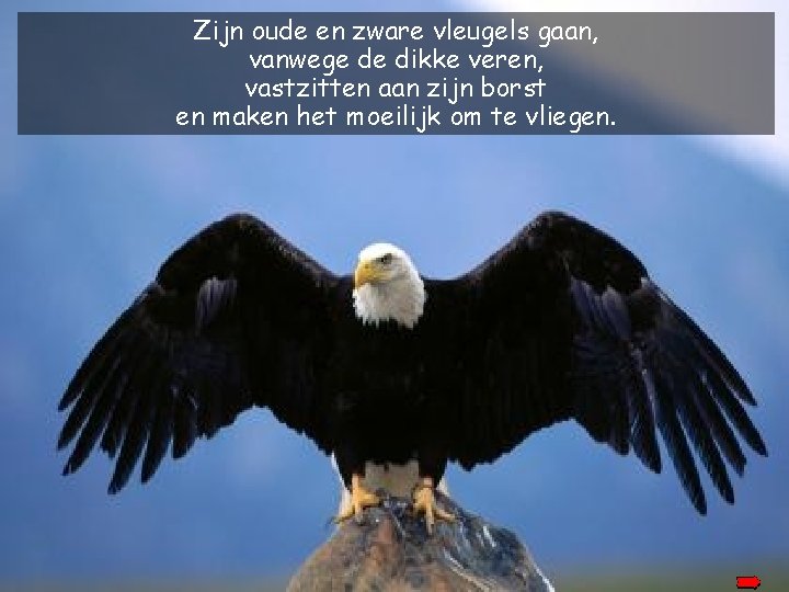 Zijn oude en zware vleugels gaan, vanwege de dikke veren, vastzitten aan zijn borst