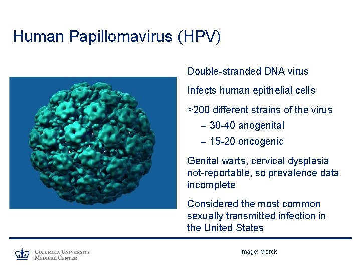 Human Papillomavirus (HPV) Double-stranded DNA virus Infects human epithelial cells >200 different strains of