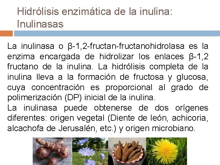 Hidrólisis enzimática de la inulina: Inulinasas La inulinasa o β-1, 2 -fructanohidrolasa es la Hidrólisis enzimática de la inulina: Inulinasas La inulinasa o β-1, 2 -fructanohidrolasa es la