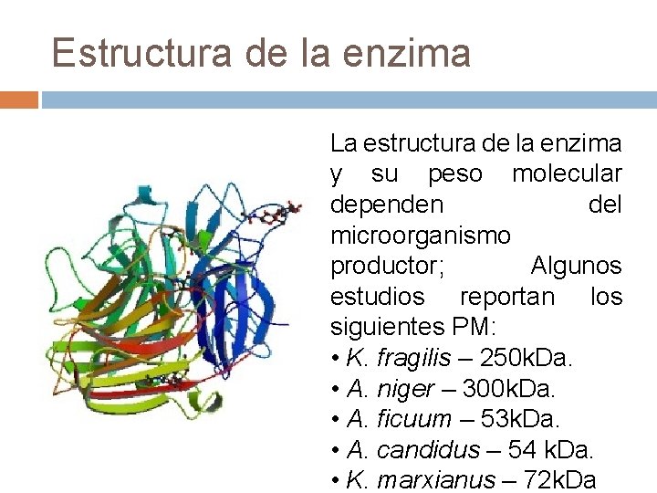 Estructura de la enzima La estructura de la enzima y su peso molecular dependen Estructura de la enzima La estructura de la enzima y su peso molecular dependen