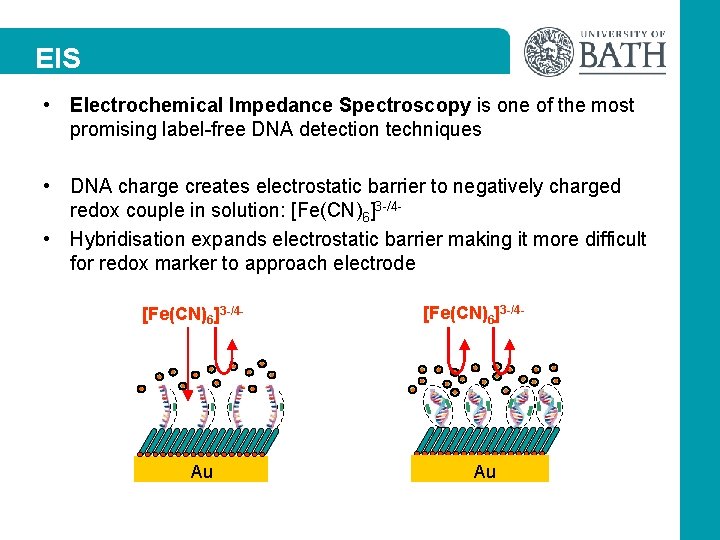 EIS • Electrochemical Impedance Spectroscopy is one of the most promising label-free DNA detection