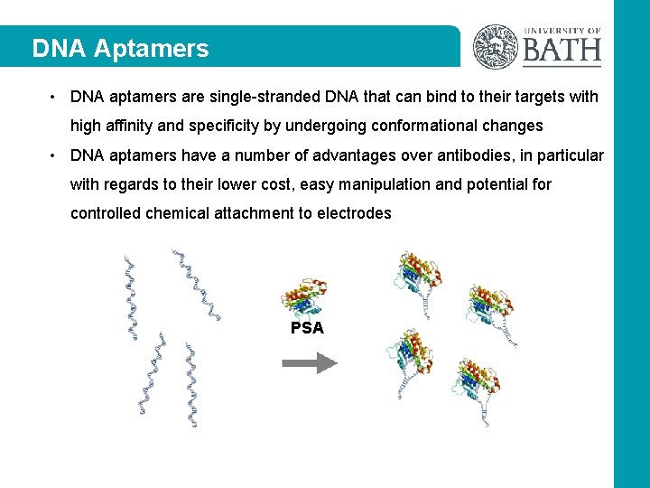 DNA Aptamers • DNA aptamers are single-stranded DNA that can bind to their targets