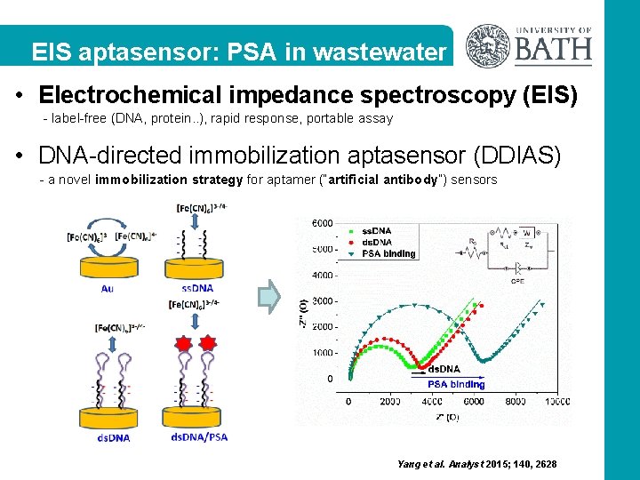 EIS aptasensor: PSA in wastewater • Electrochemical impedance spectroscopy (EIS) - label-free (DNA, protein.