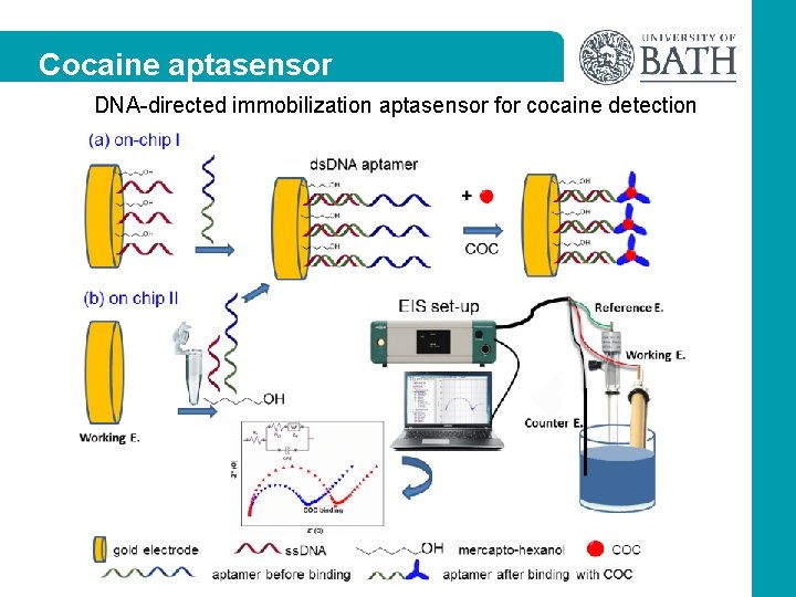 Cocaine aptasensor DNA-directed immobilization aptasensor for cocaine detection 14 