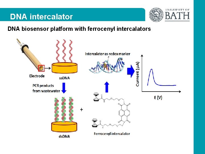 DNA intercalator DNA biosensor platform with ferrocenyl intercalators 