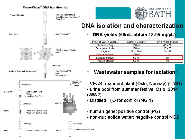 DNA isolation and characterization • DNA yields (50 m. L obtain 18 -95 ng/µL)