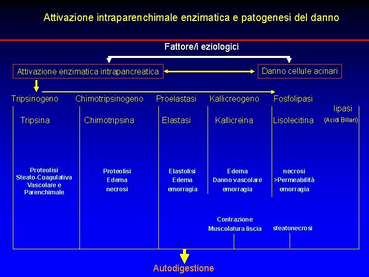 Attivazione intraparenchimale enzimatica e patogenesi del danno Fattore/i eziologici Danno cellule acinari Attivazione enzimatica